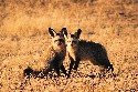 bat-eared-foxes