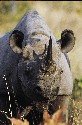 black-rhino