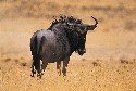 blue-wildebeest