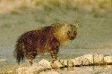 brown-hyena