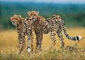 cheetahs