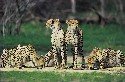 cheetahs