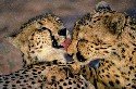 cheetahs