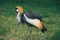 crowned-crane