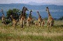 giraffes