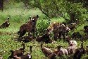 hyena-and-whitebacked-vultures