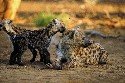 hyena-pups