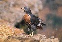 jackal-buzzard