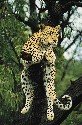 leopard-in-tree