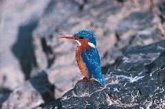 malachite-kingfisher