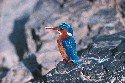 malachite-kingfisher