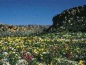 namaqualand