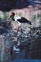 saddle-billed-stork