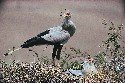 secretary-birds