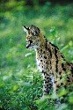 serval