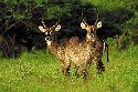 waterbuck