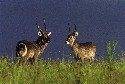 waterbuck