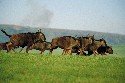 wildebeest-on-the-run